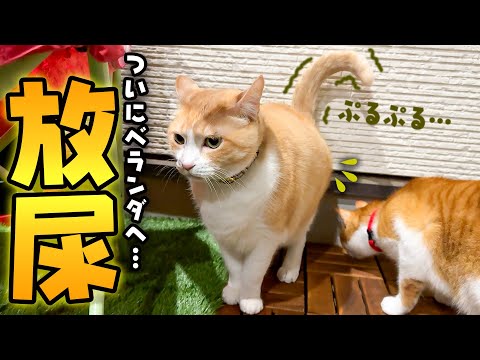 ついにロビンがベランダで“やらかして”しまいました… サムネイル