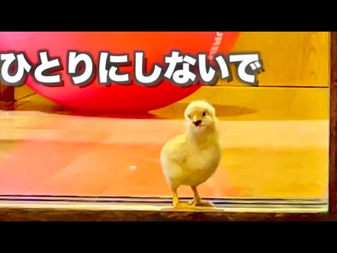生まれたばかりのヒヨコが必死に追いかけてきました サムネイル