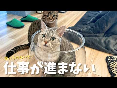 【密着】テレワークのパパと猫たちの一日、可愛くて仕事が進まない...笑 cat 猫