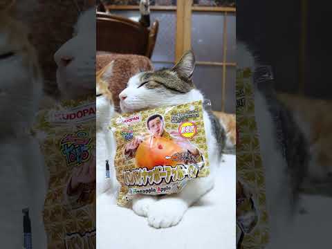 パンパイナッポーアッポーパン　260426　のせ猫　 cat　 猫　　 ねこ　 パン　 猫のいる暮らし　 さばとら c… サムネイル