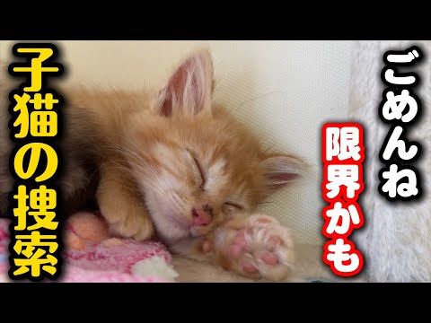 難航する子猫の捜索活動…正直難しいです