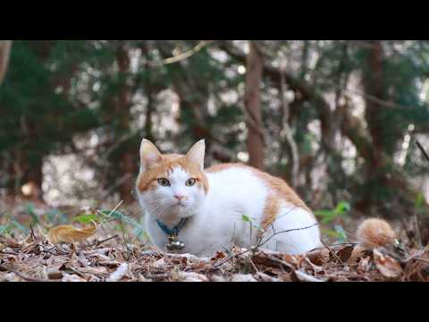 森のちろ　260527 サムネイル