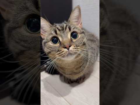 夜中の大暴れもふもふ猫と、遊ぶパパ...www cat 猫 サムネイル