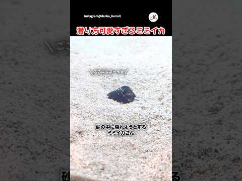 砂を集めるミミイカさん｜PECO サムネイル