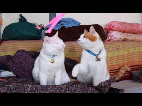 遊ぶしらたまとちろ　260523 サムネイル