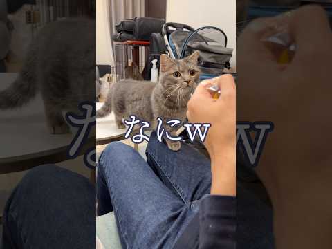 猫の前で東京ばな奈を開けた結果、こうなりました…shorts 猫 猫のいる暮らし サムネイル