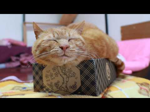 吉野家の箱と猫　box and cat　260604 サムネイル