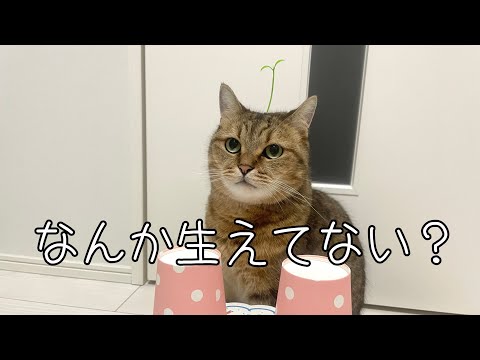 【実録】頭のてっぺんから何故か新芽が芽生えてくる猫 サムネイル