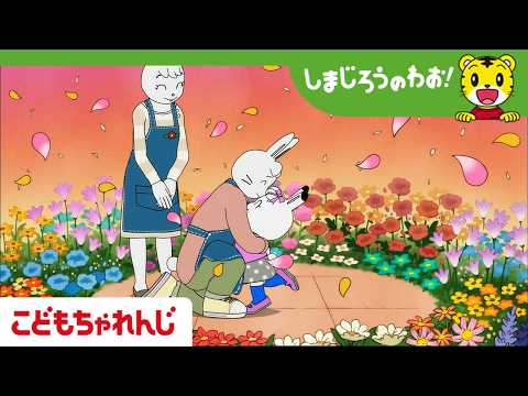 【16分アニメ】みみりんの はなのたね│家族│花│しまじろうのわお!アニメ│しまじろうチャンネル公式