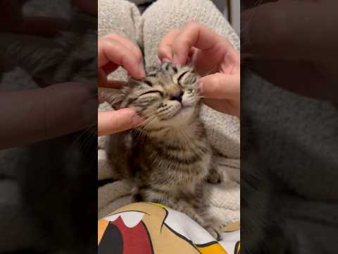子猫が人間をメロメロにする動画♡ cat kitten