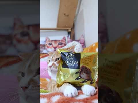 プレミアムショコラシュークリーム　260522　 cat のせ猫 kitty　 プレミアムショコラシュークリーム ネコ…