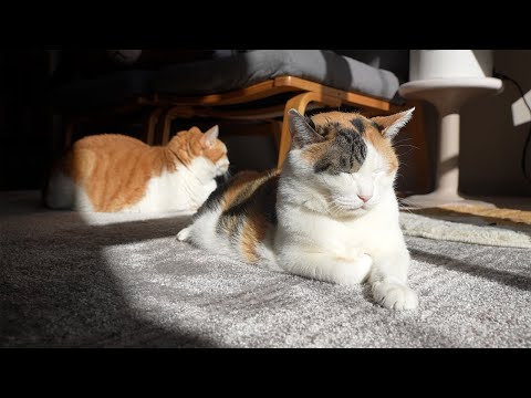 【30分】猫の音楽｜猫のいる日常BGM｜もしぬこ｜４ サムネイル