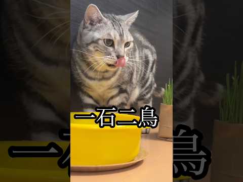 一石二鳥 ねこ アメショ cat 水飲み たろう 一石二鳥