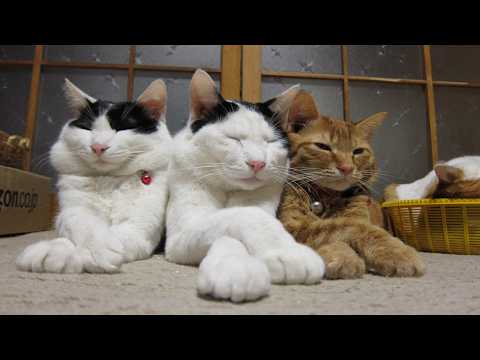 こたつのねこたちLIVE配信　　2026年3月6日 サムネイル