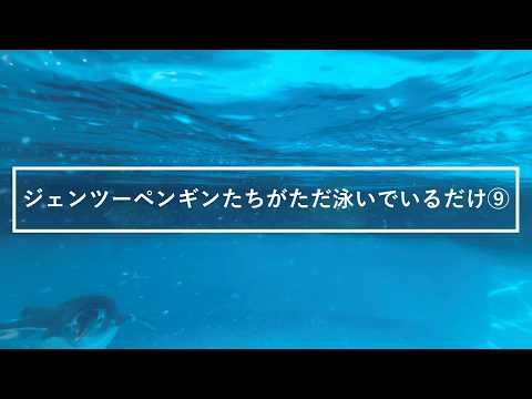 ジェンツーペンギンたちがただ泳いでいるだけ⑨