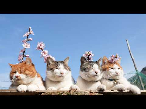 桃の花　のせ猫　260427