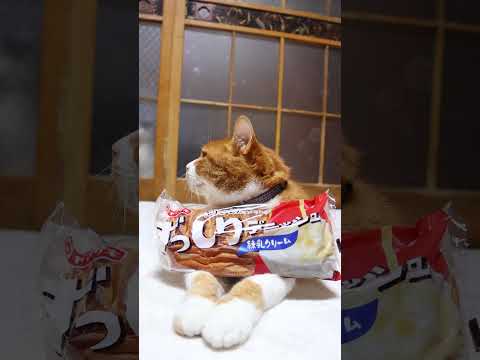 ずっしりデニッシュ練乳クリーム　260709　 cat のせ猫 cute　 ネコ ねこ 練乳　 ずっしり cuteca…