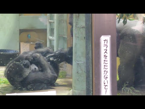 モモタロウパパ、１０分の１秒の愛💖　京都市動物園　ゴリラ　202512 サムネイル
