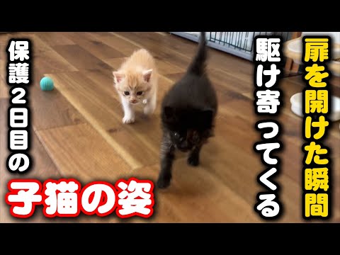 人間に捨てられても人間の姿を見ると駆け寄ってくる子猫