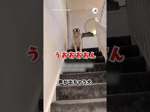 階段降りるとき声出ちゃうタイプ｜PECO サムネイル