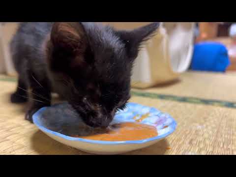 弱ってる子猫に少し変化が出てきた