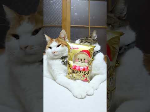 ゆきだるまクリームパン　251224　のせ猫　 cat　 cute　 ねこ　 ネコ　 猫のいる暮らし　 猫のいる生活… サムネイル