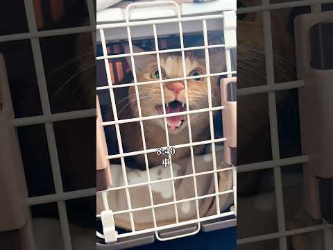 体調が悪くて、病院に連れて行かれた猫の1日 cat つなまよ ネコ サムネイル