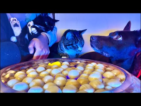 99%が眠くなる｜猫×ウッドボールの音ASMR Deep Relax ASMR｜Cat Purring & Woode… サムネイル