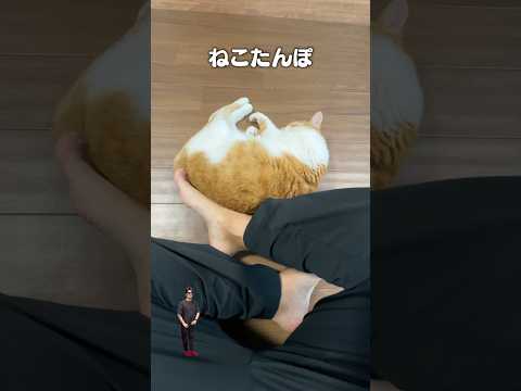 「猫たんぽ」猫あるある|フルはApple Musicほか音楽アプリへ サムネイル