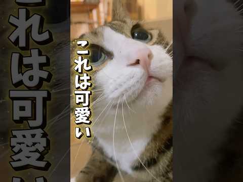 最後のクッキーでも忘れないよ cats memories 球太 サムネイル