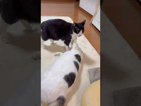 オカン、止めろやぁ サムネイル