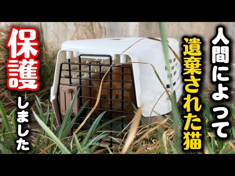 私は飼えないから助けてください…それ犯罪ですよ サムネイル