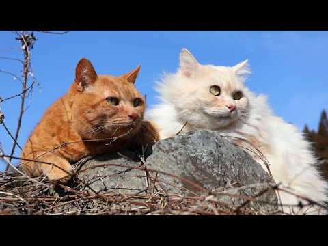 草原のもふむぎ　260424 サムネイル