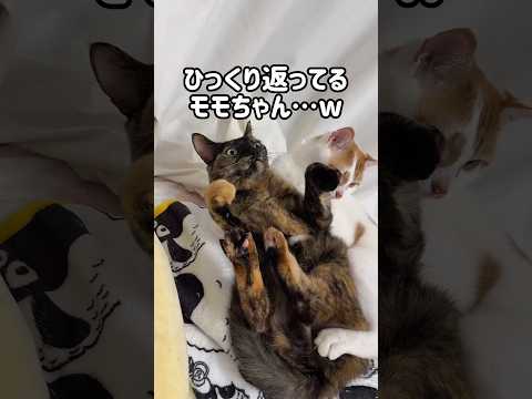 トロが来てひっくり返っちゃったモモちゃんw shorts サムネイル