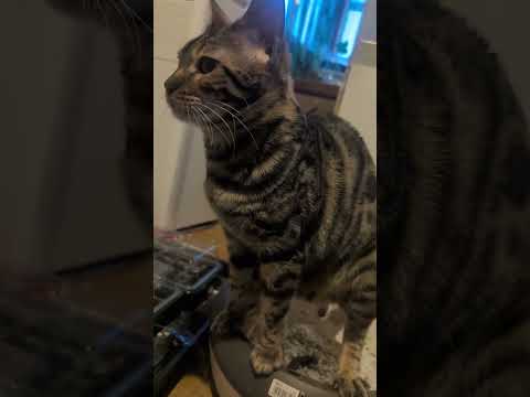 ベンガル猫shorts funny cat サムネイル