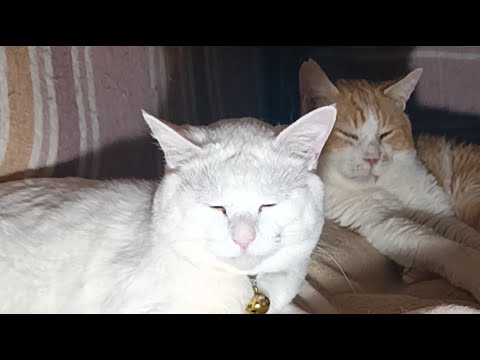 しらたま がライブ配信中！　2026年3月7日 サムネイル