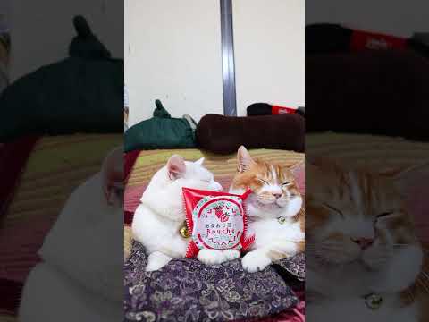 あまおう苺ブッセ　260110　のせ猫　シャトレーゼ　 cat cute ねこ　 猫のいる暮らし　 ネコ　 kitty… サムネイル