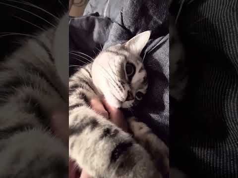 アメショーのラッテ アメショ アメリカンショートヘア 猫と暮らす家猫との暮らし猫 サムネイル