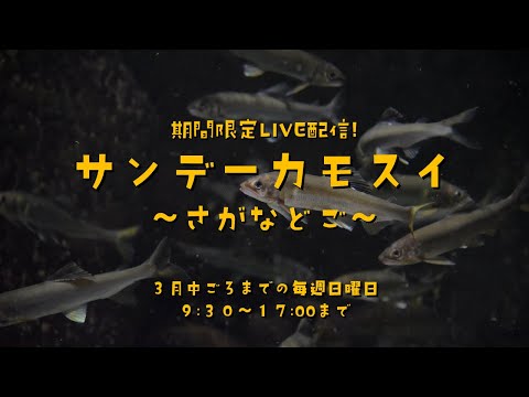 期間限定LVE配信！ サンデーカモスイ ～さがなどご～ サムネイル