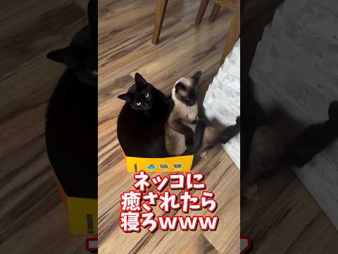 ネッコの動画で癒されたら寝ろｗｗｗ　2ch  動物  猫 癒やし ねこ動画 サムネイル