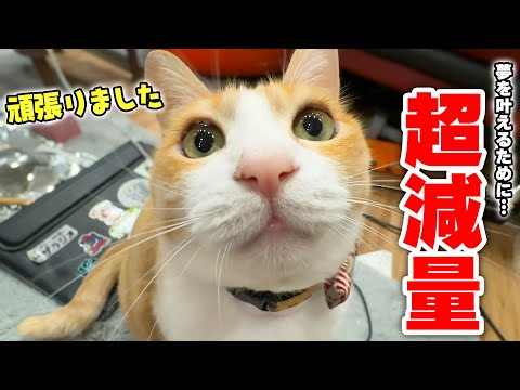 太りすぎて散歩禁止になったロビンが全力でダイエットを頑張った結果… サムネイル