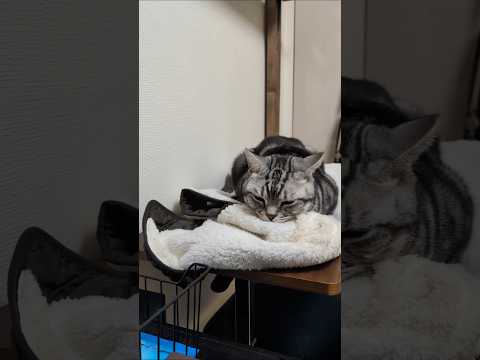 アメショーのラッテ アメショ アメリカンショートヘア 猫と暮らす家猫との暮らし猫 サムネイル