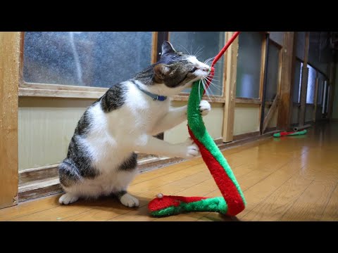 おもちゃを拾ってくるさばじろう　260208 サムネイル