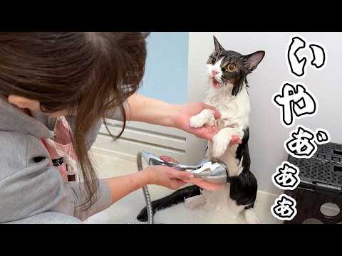お風呂嫌いな猫をプロがシャンプーしたら別人になってしまいました…w サムネイル