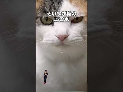 「あご水」猫あるあるソング|フルはApple Musicほか音楽アプリへ サムネイル