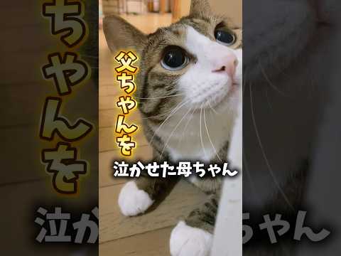 父ちゃんを泣かせましたcatsshorts 球太 サムネイル