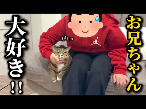 甥っ子が遊びに来たら懐きすぎてずっとべったりくっついてた元ボス猫 サムネイル