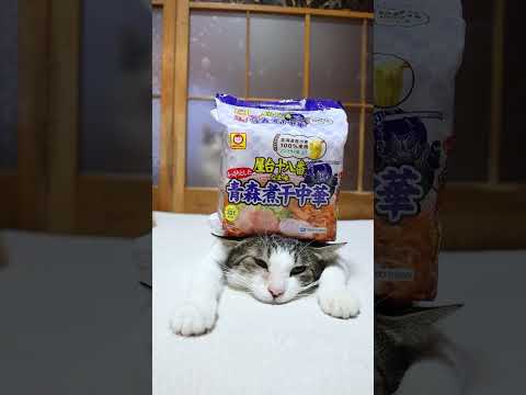 屋台十八番　なま味青森煮干中華　260101　 のせ猫　 cat cute kitten　 猫のいる暮らし ねこ cu… サムネイル