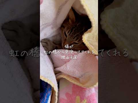 猫が虹の橋から見守ってくれる理由3選 猫 ねこ 猫のいる暮らし 保護猫 猫好きさんと繋がりたい 猫のいる生活 猫好き… サムネイル