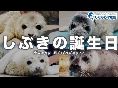 しぶきの誕生日@しながわ水族館【ゴマフアザラシ】 サムネイル